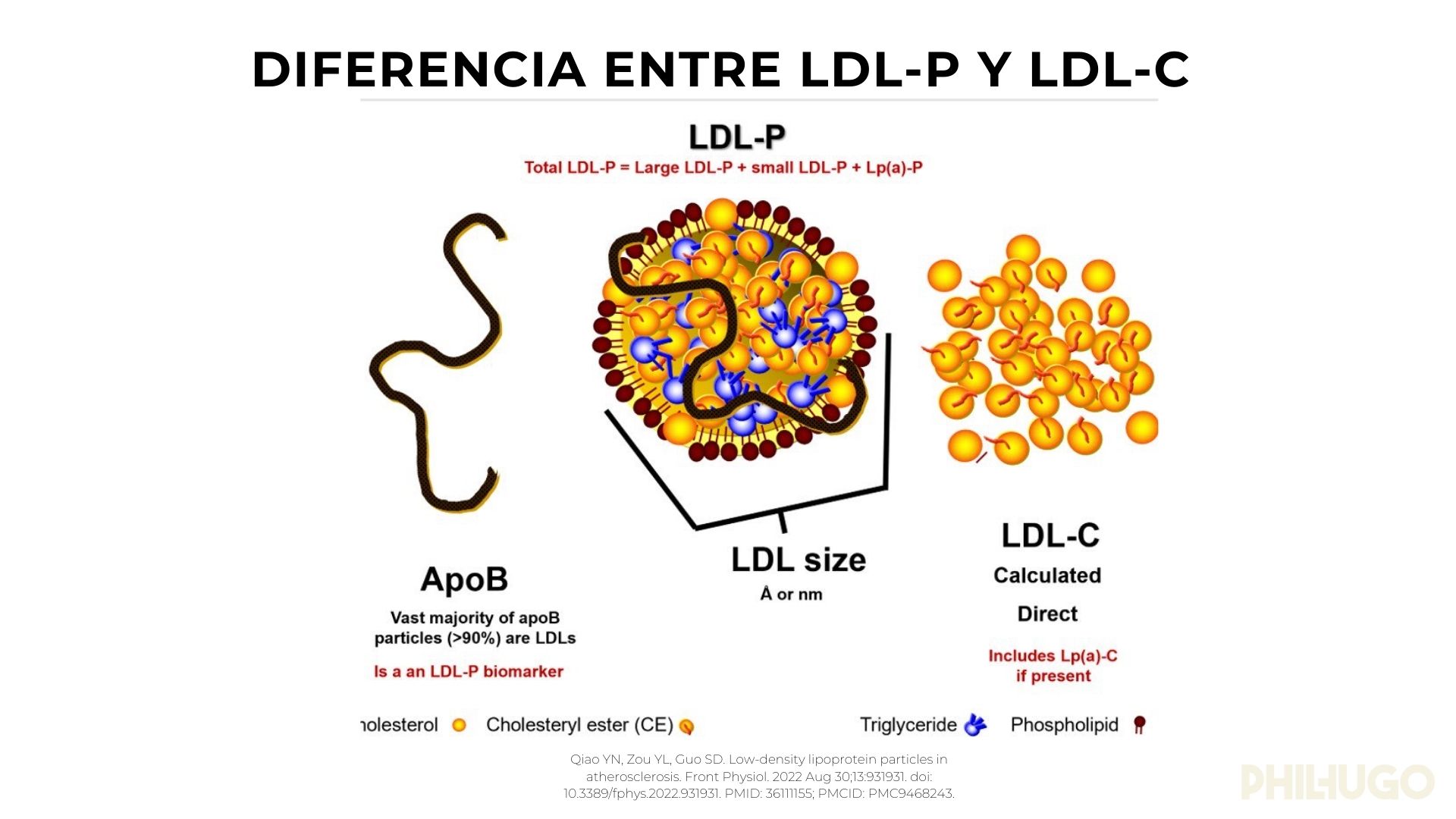 ldl_colesterol_phil_hugo_3